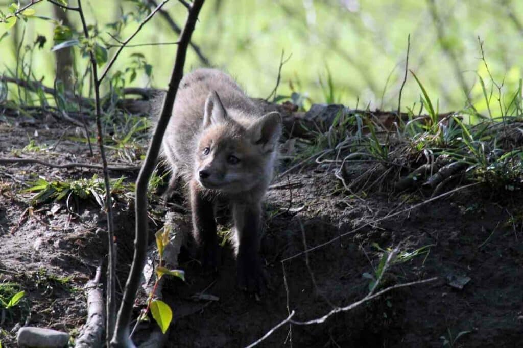 What baby fox eat