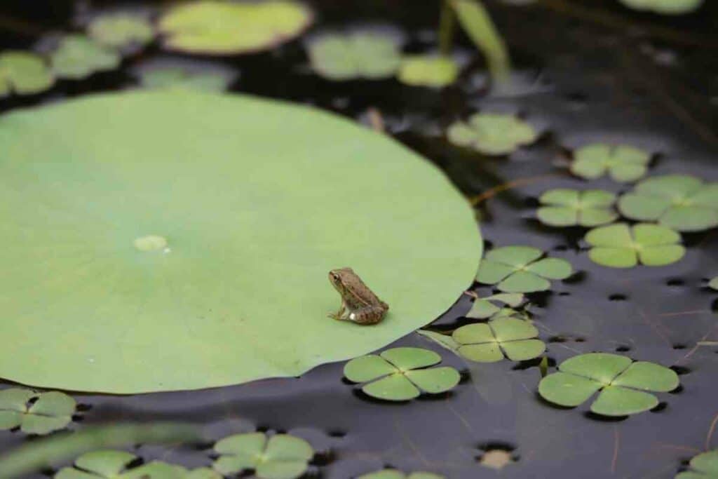 Baby from enjoys in a pond