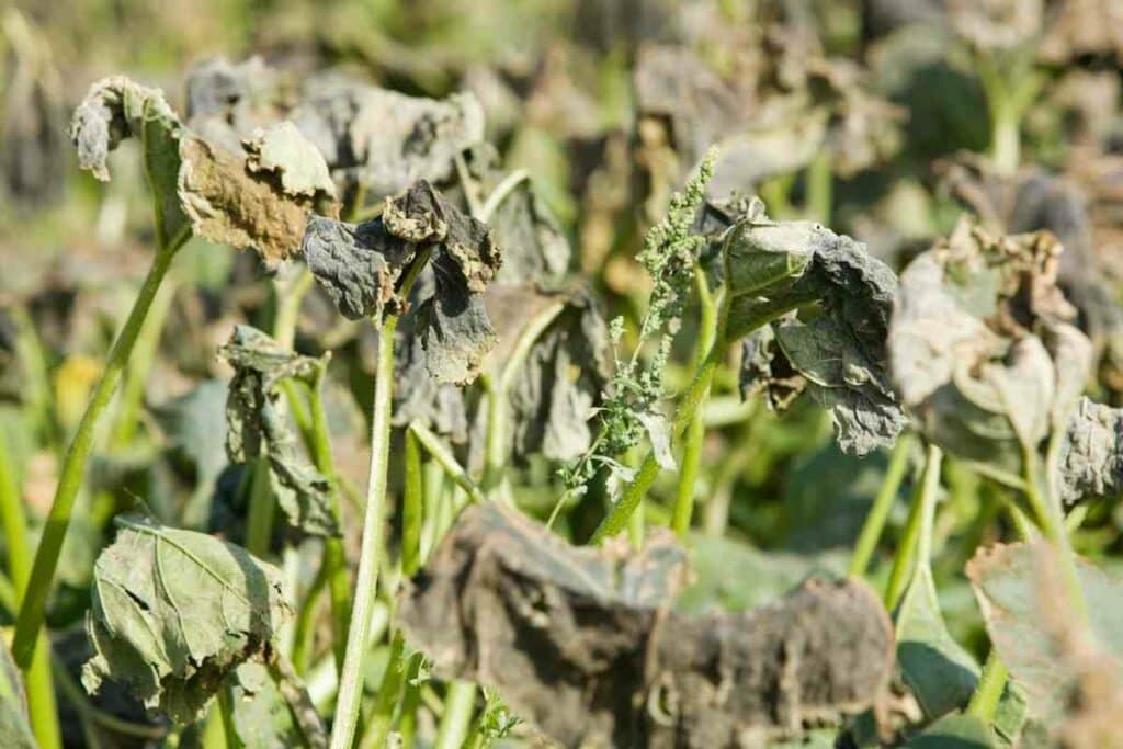 Bacterial Wilt spreading