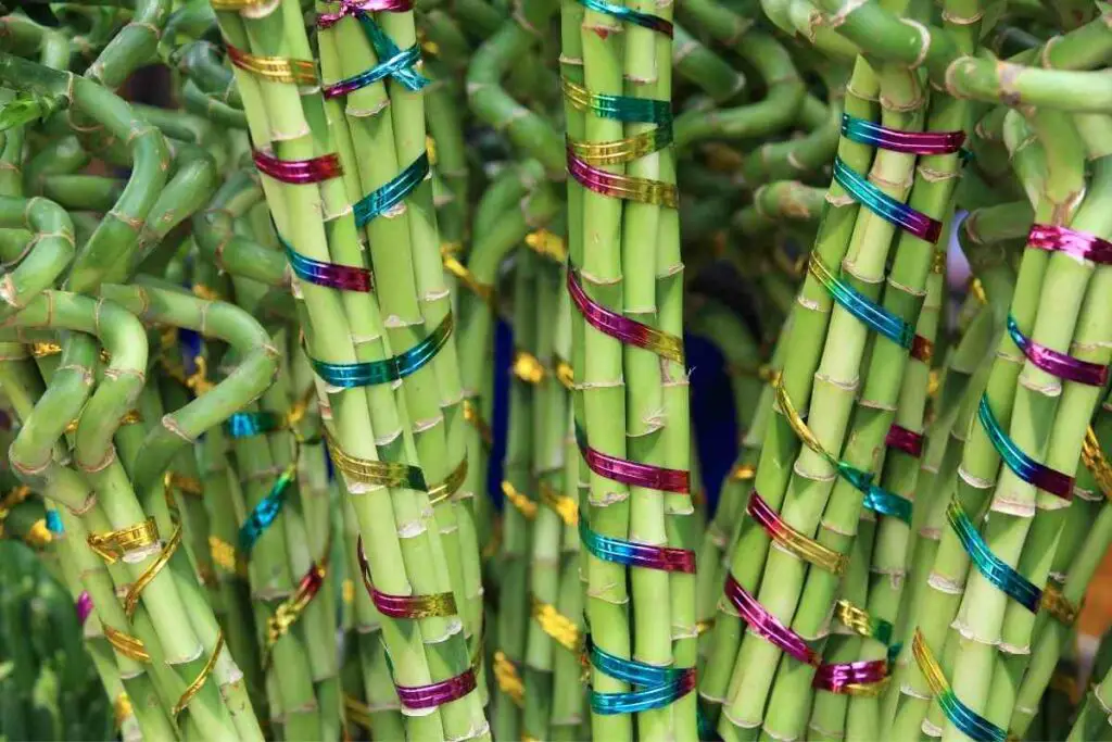 The meaning behind Bamboo stalks
