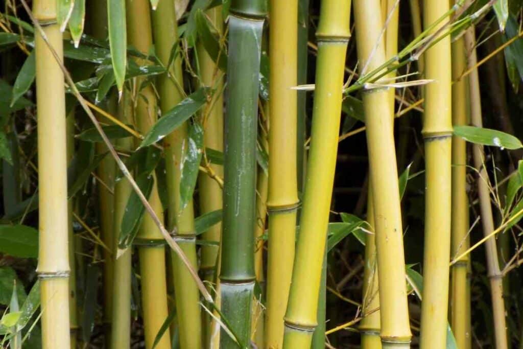 Lots of Bamboo stalks