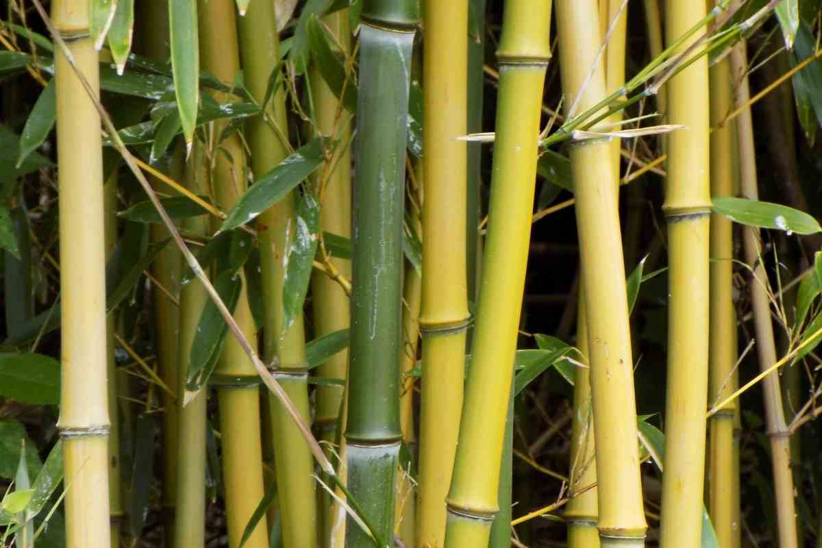 How Many Bamboo Stalks are Lucky? - Gardenia Organic