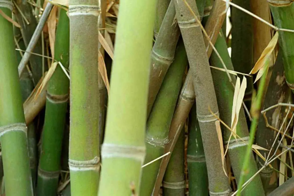 Bambusa vulgaris vittata