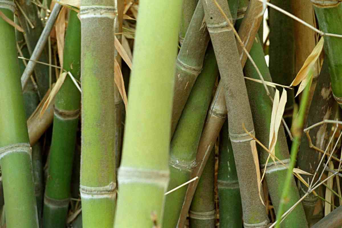 The Eight Types of Japanese Bamboo You Should Know About Gardenia Organic