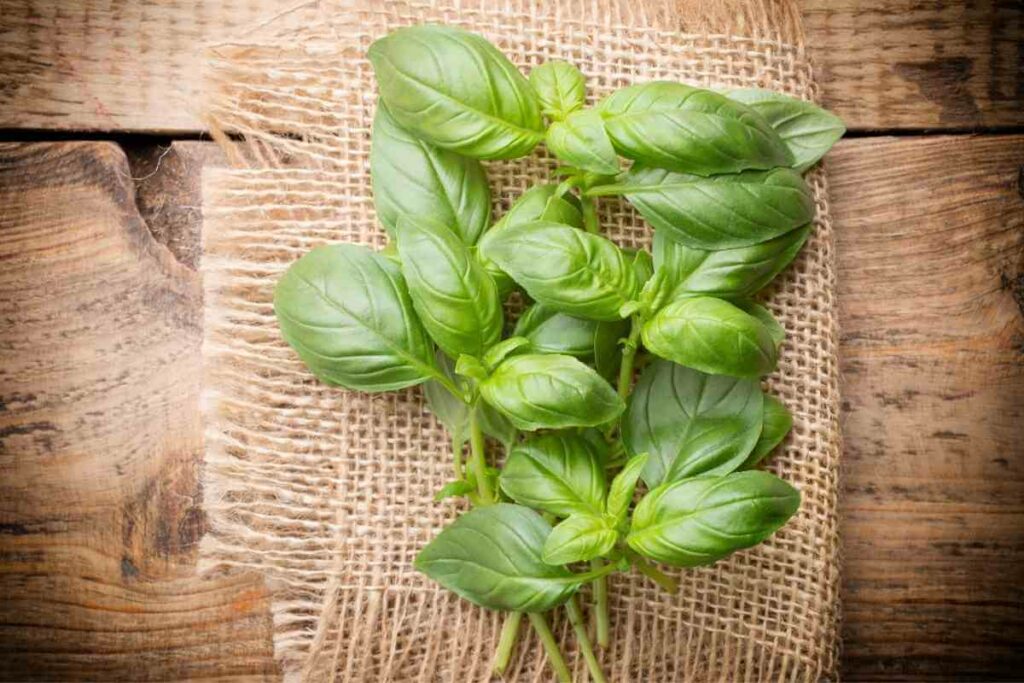 Basil leaves storing tips