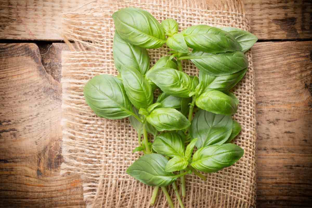 How To Store Basil Seeds Gardenia Organic