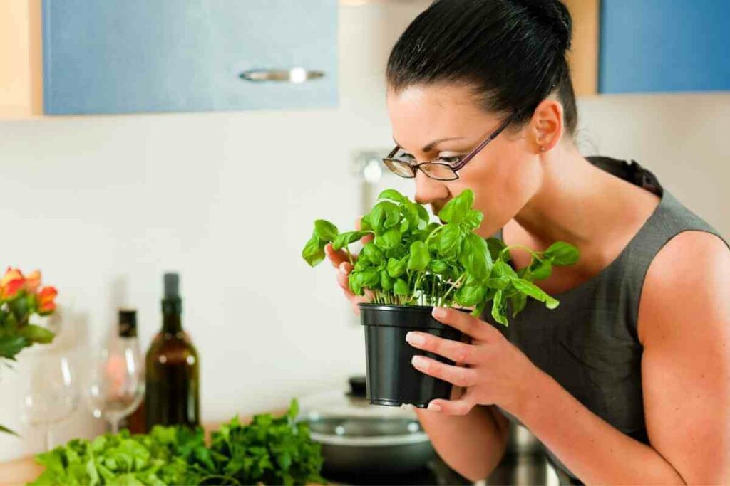 Why You Should Dry Basil Seeds