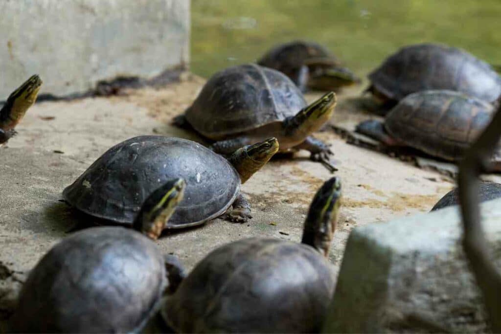 Basking area for turtles