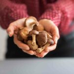 Best Mushroom Growing Kit For Beginners