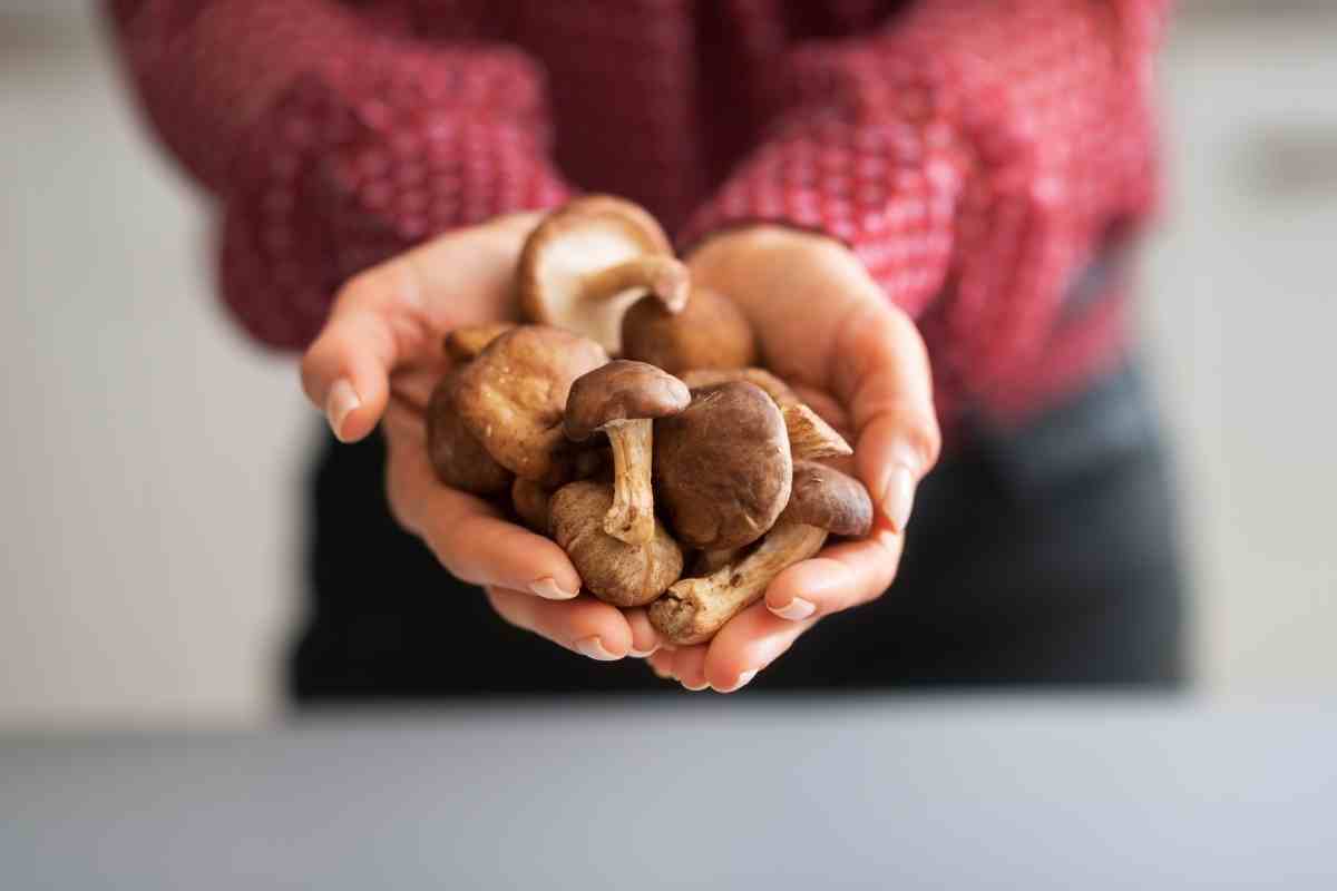 3 Best Mushroom Growing Kit For Beginners