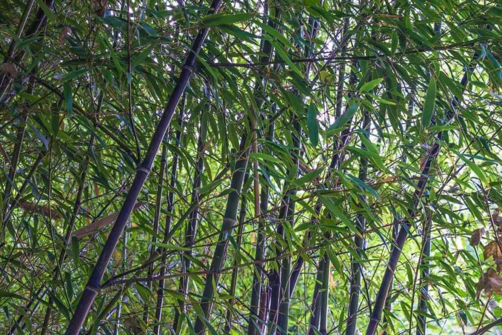 Phyllostachys nigra