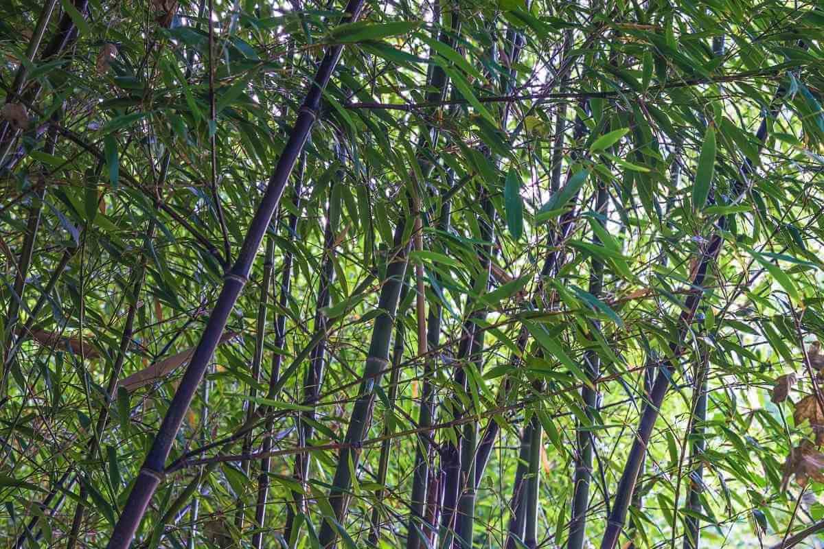 The Eight Types of Japanese Bamboo You Should Know About - Gardenia Organic