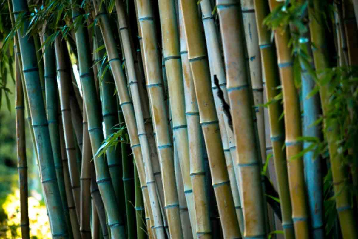 The Eight Types of Japanese Bamboo You Should Know About Gardenia Organic