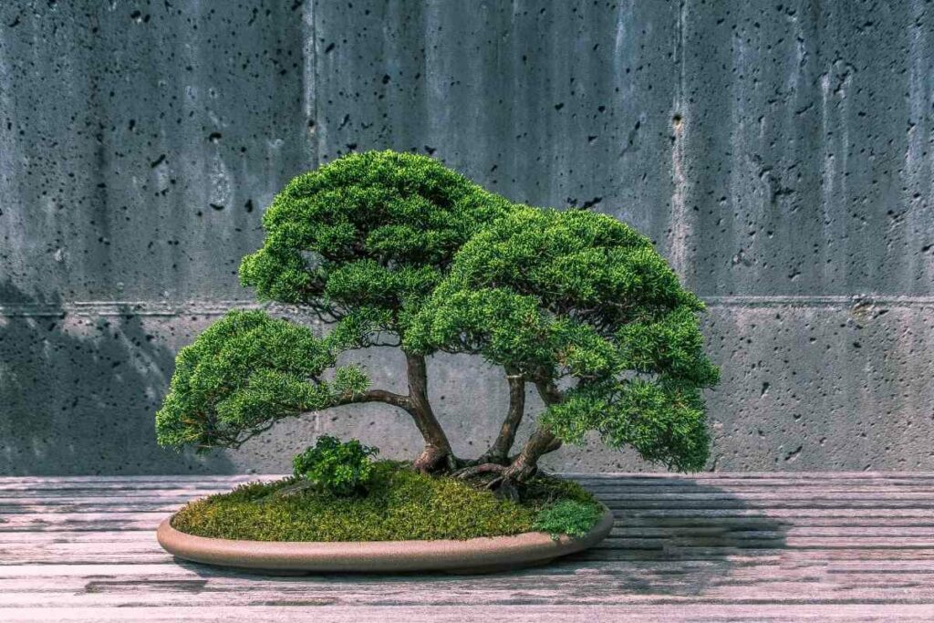 Bonsai tree pruning tips