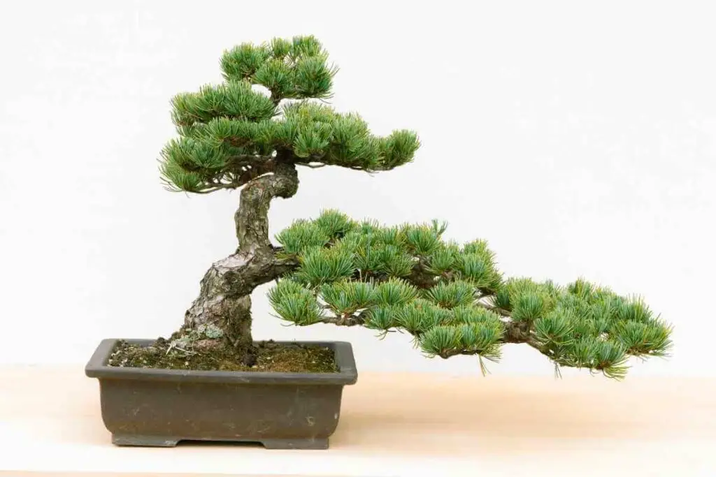 Methods For Thickening Bonsai Branches