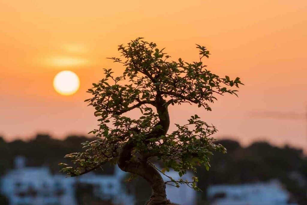 Why Do I Need to Repot My Bonsai At a Particular Time?