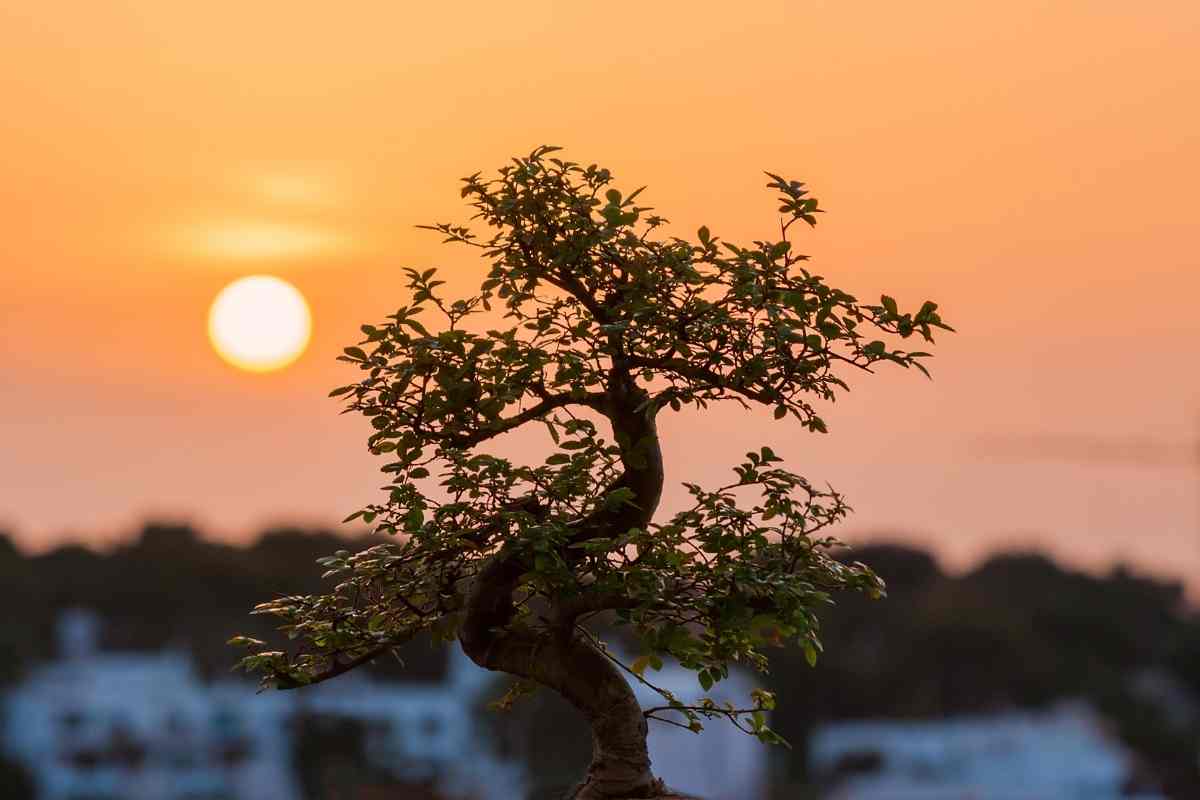 When to Repot Bonsai (What You Should Know) Gardenia Organic