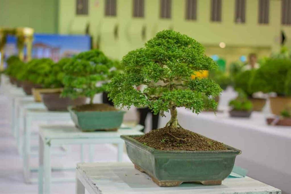 Can I Repot My Bonsai In Summer?