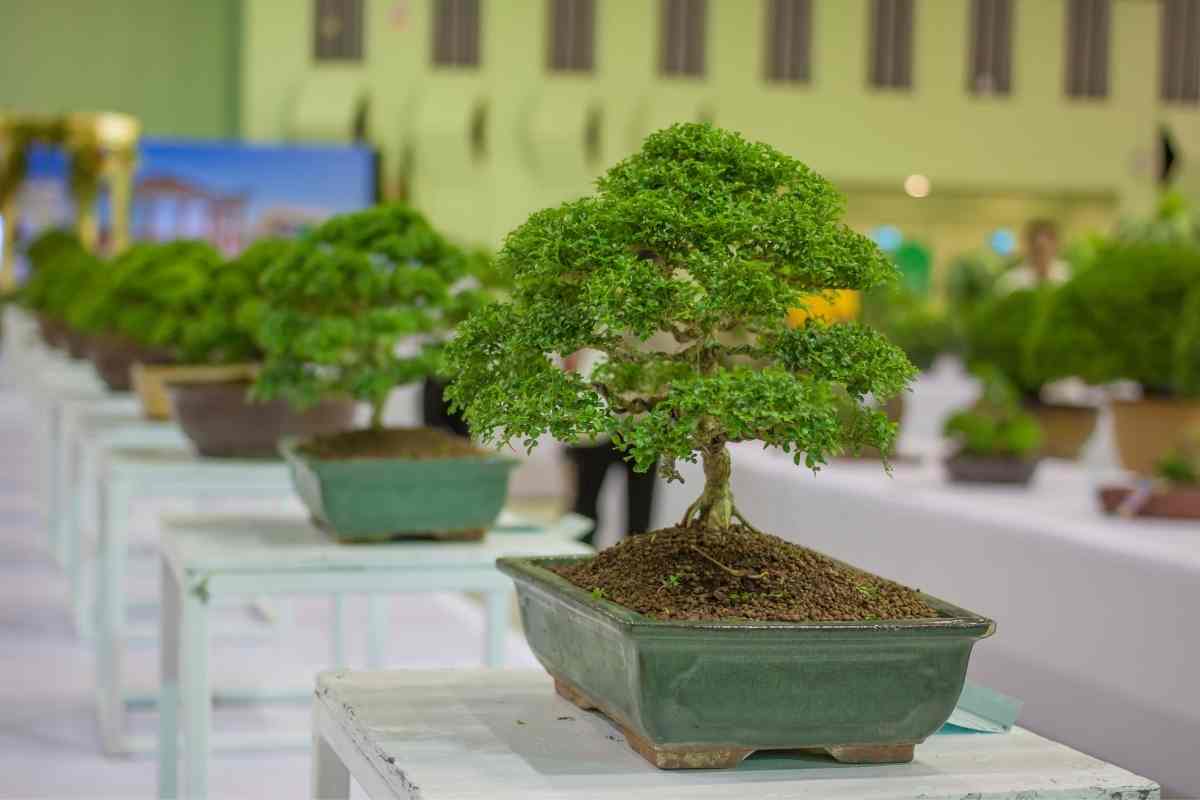 When to Repot Bonsai (What You Should Know) - Gardenia Organic