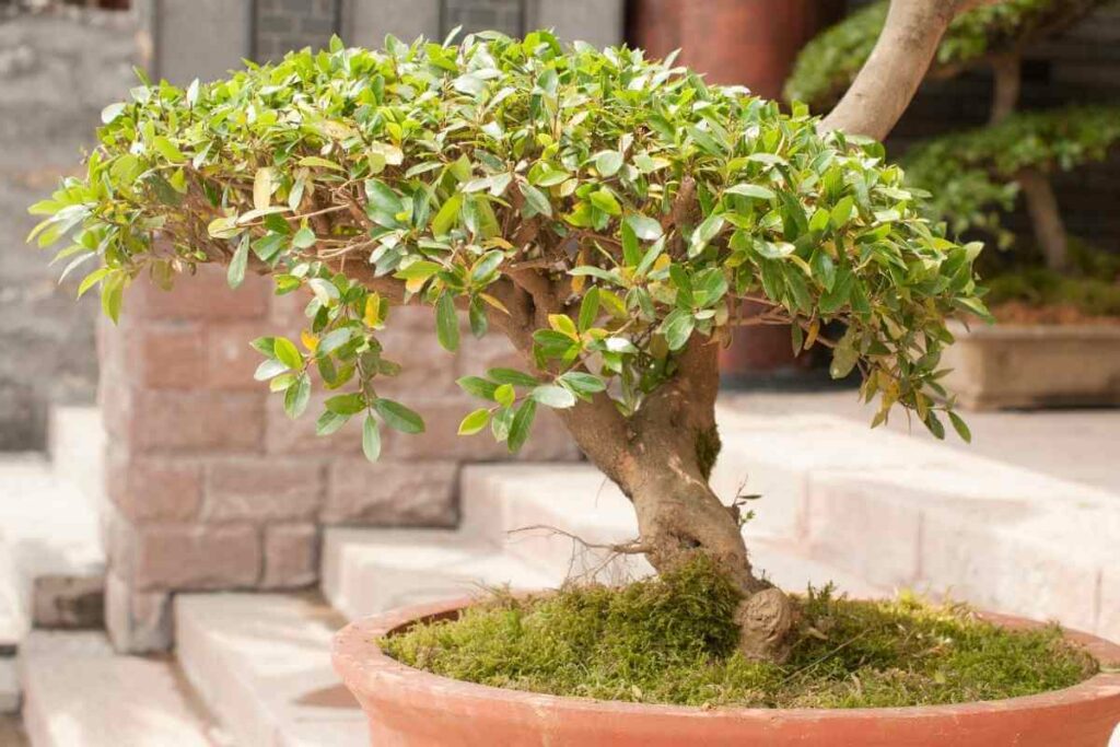 Why Do I Need To Thicken Bonsai Branches?