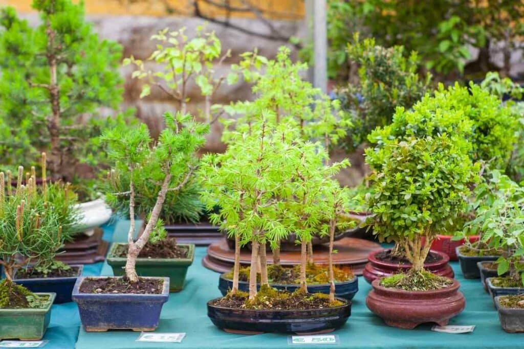 Different types of bonsai trees