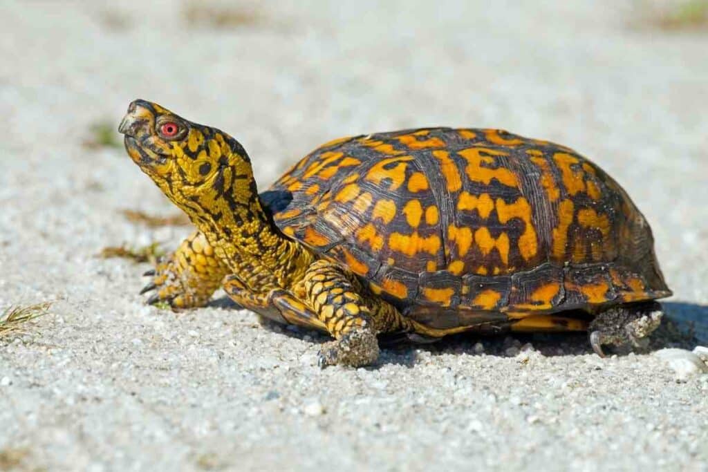 Box turtle likes ponds