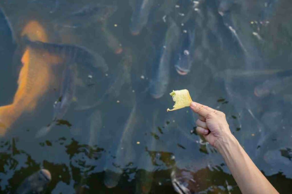 Bread crumbs are bad for fish pond