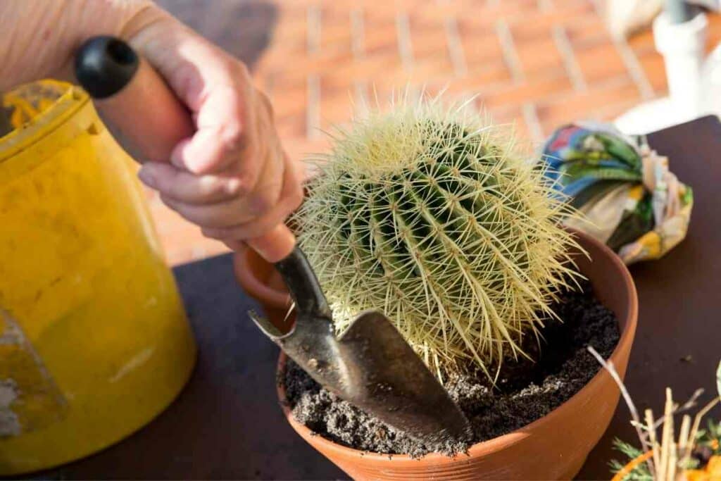 Potting Cactus in soil