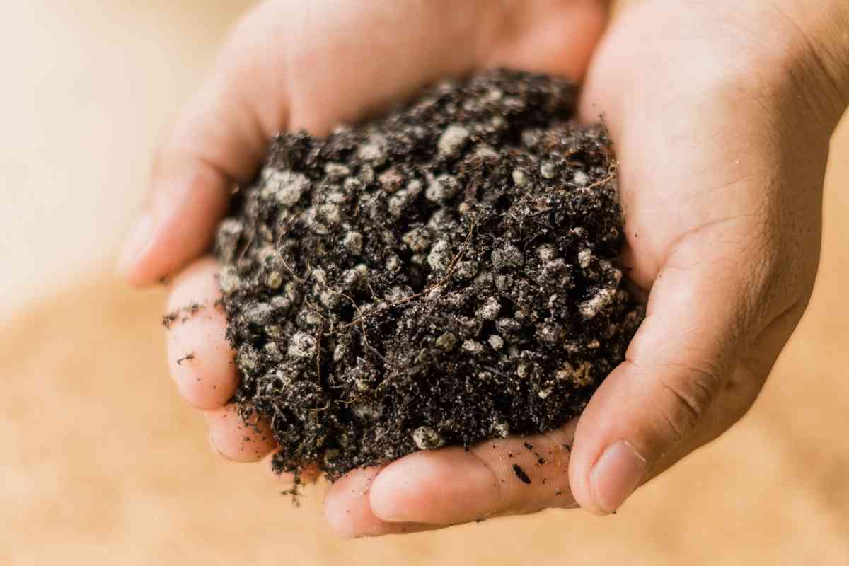 Can You Use Cactus Soil For Succulents? Gardenia Organic
