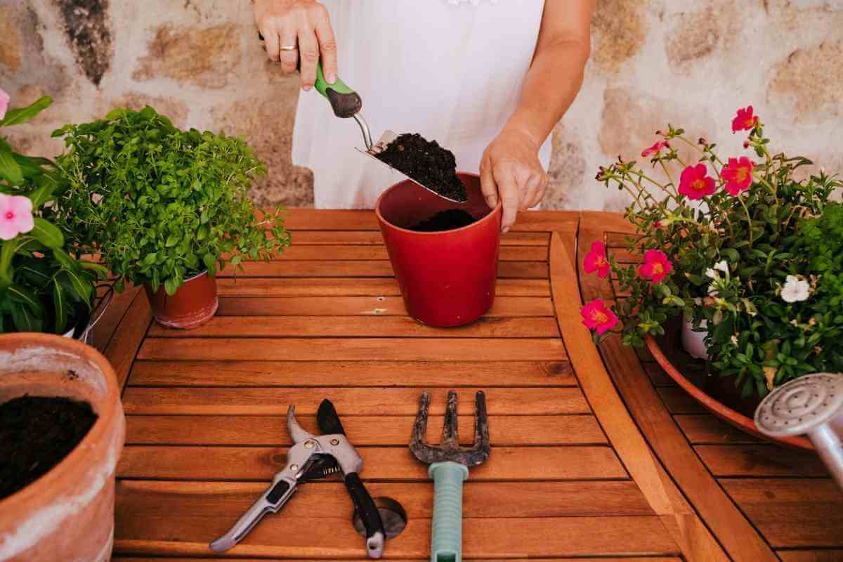 How to Tell If Potting Soil is Bad Gardenia Organic