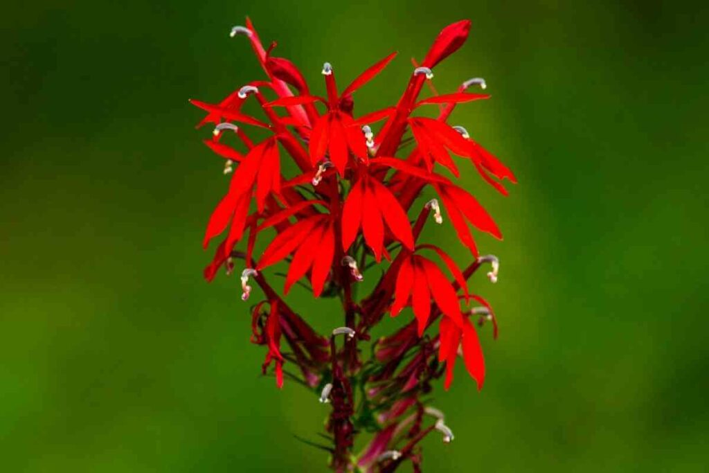 Cardinal flower in a pond