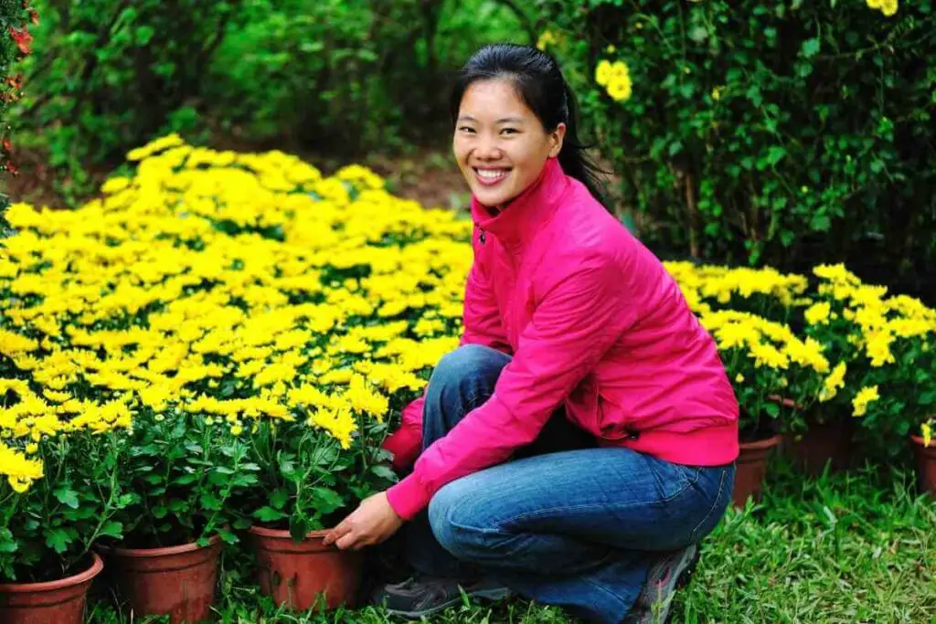 Caring for chrysanthemums tips