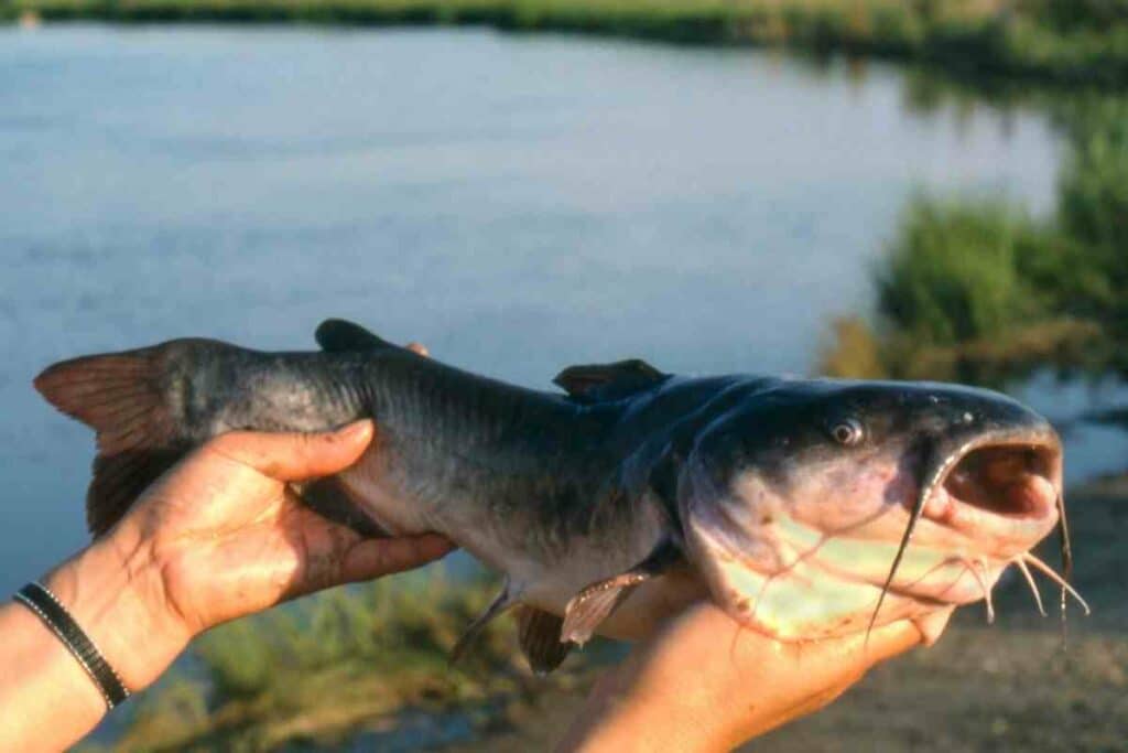 Catfish predator for frogs