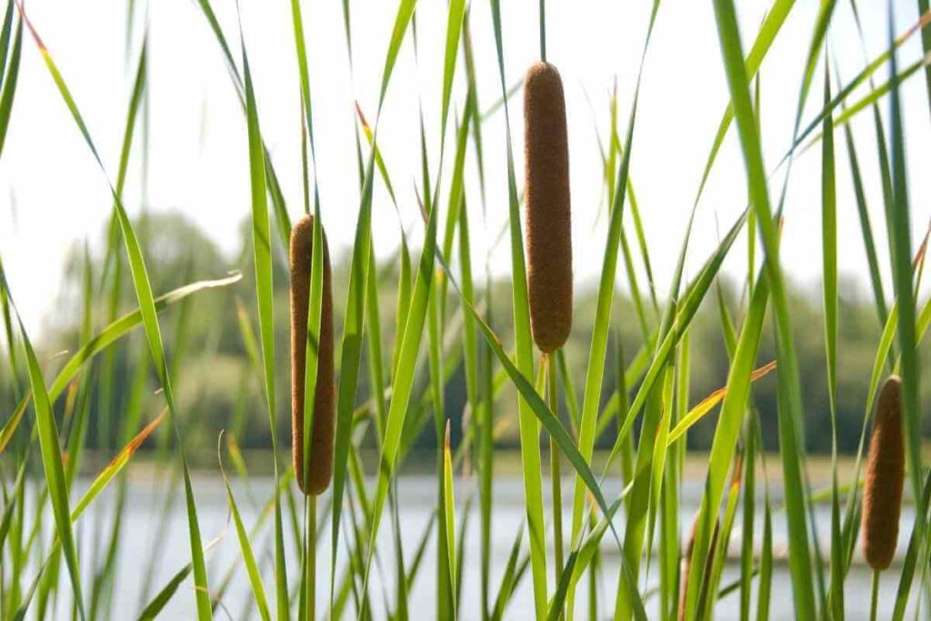 Cattail in a pond