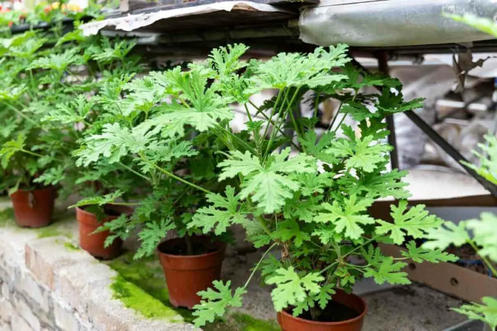 Growing Citronella plants in pots