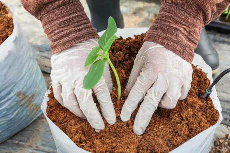 6 Coco Peat Disadvantages You Should Know About Gardenia Organic