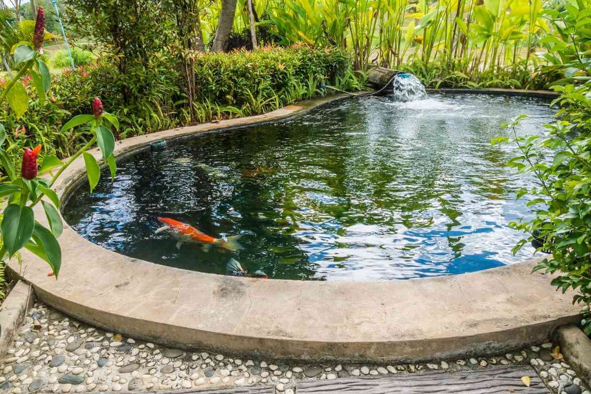 Top 7 Reasons Your Pond Plants Are Dying Gardenia Organic