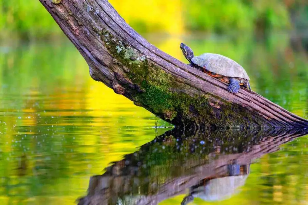 Common Map turtle in a pond