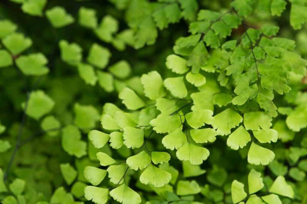 Creeping Jenny in a pond