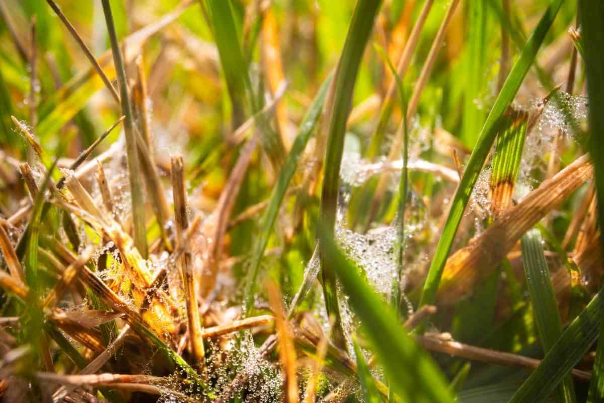 Why Does My Lawn Have Yellow Stripes? Gardenia Organic