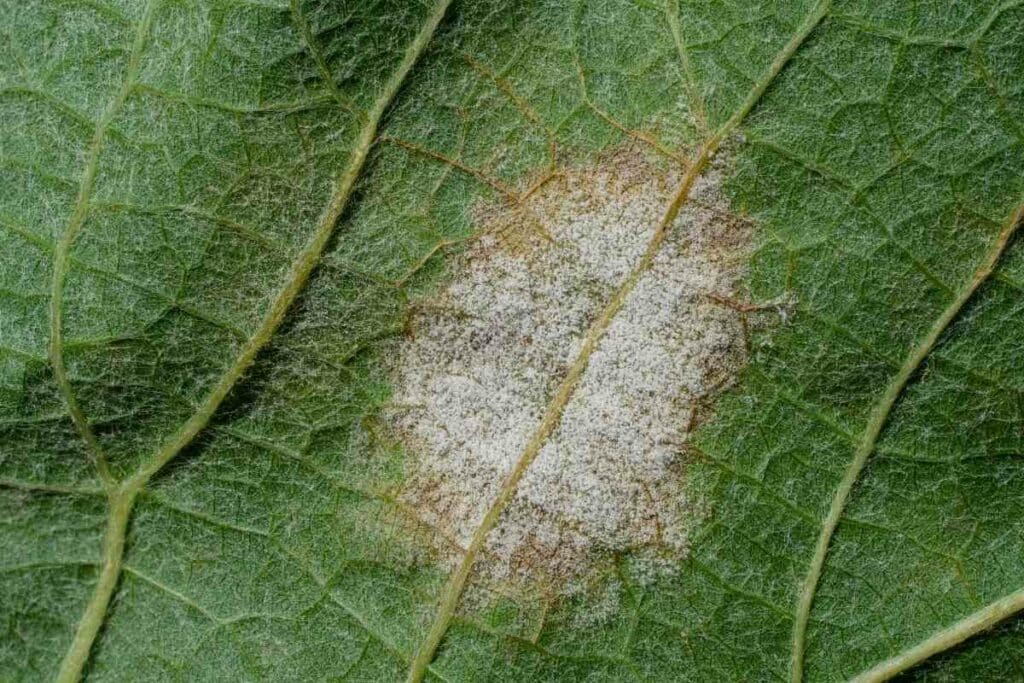 Spreading Downy Mildew