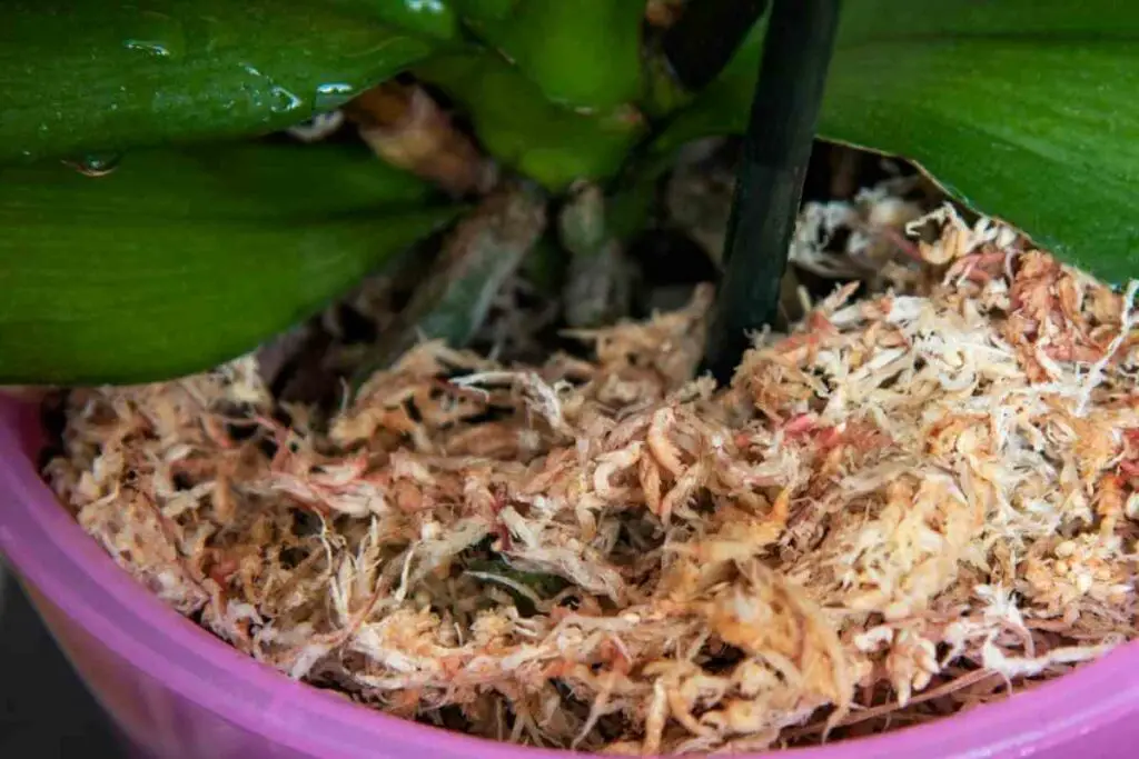 Sphagnum moss for Orchids tips