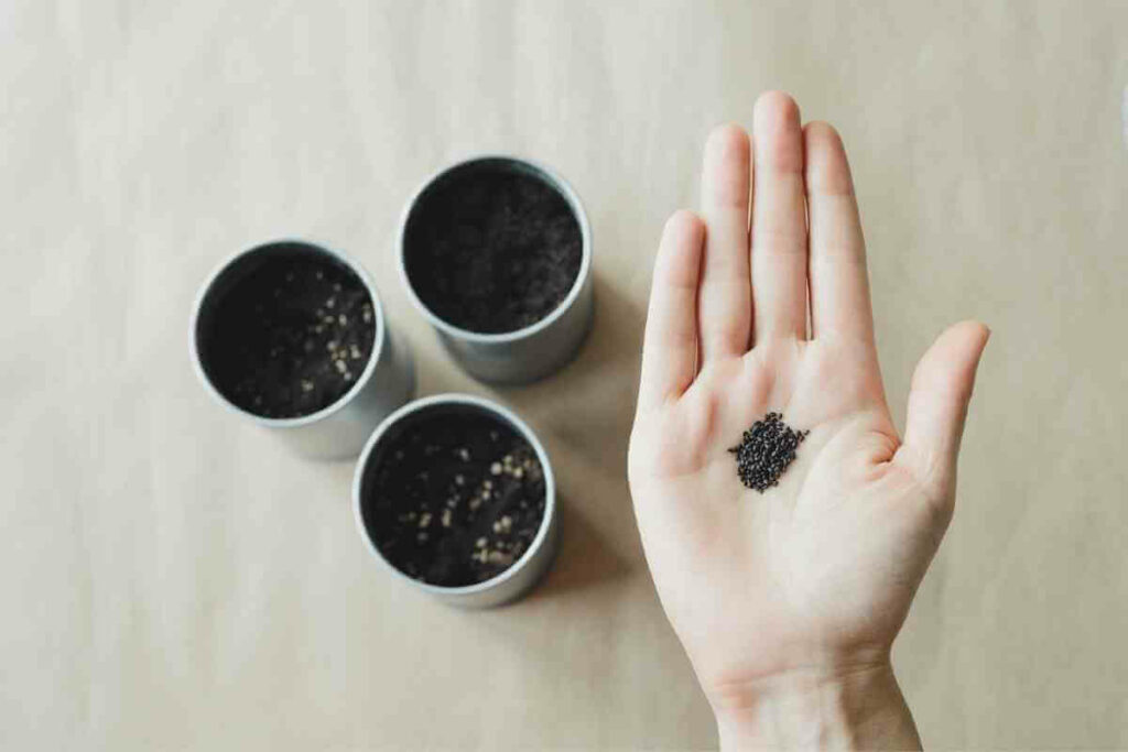 Basil seeds in a hand