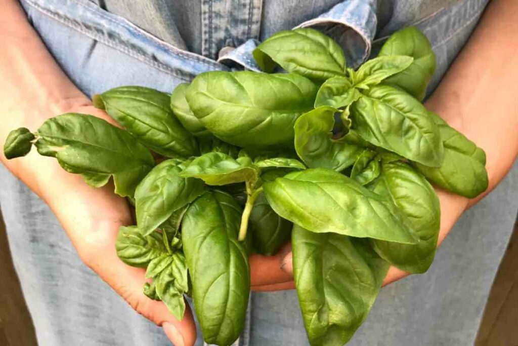 Woman holds basil leaves