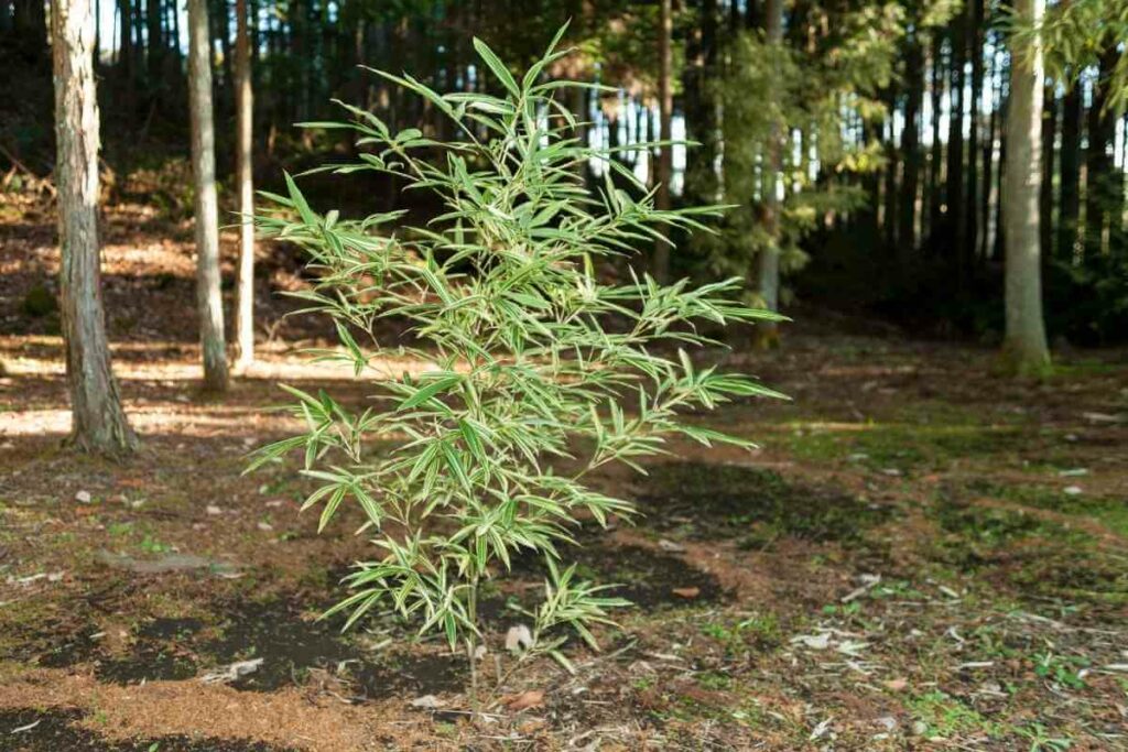 Dwarf green bamboo