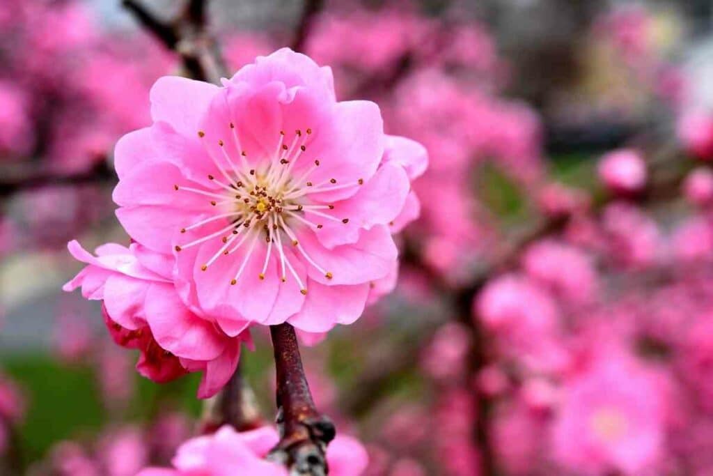 Dwarf peach trees flower