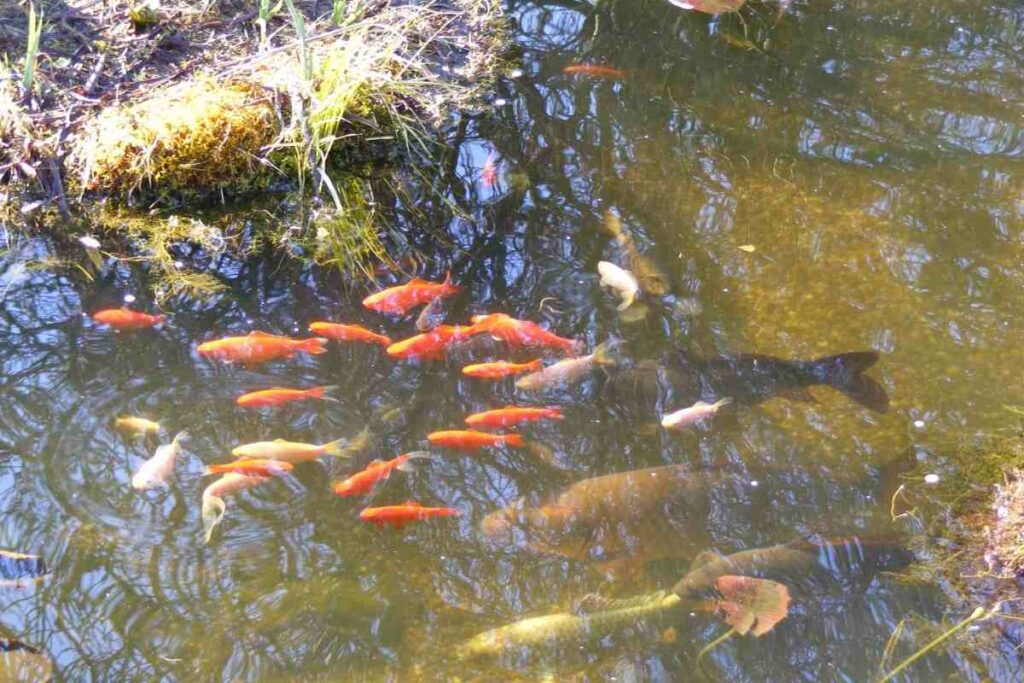 Feeding fish pond alternatives