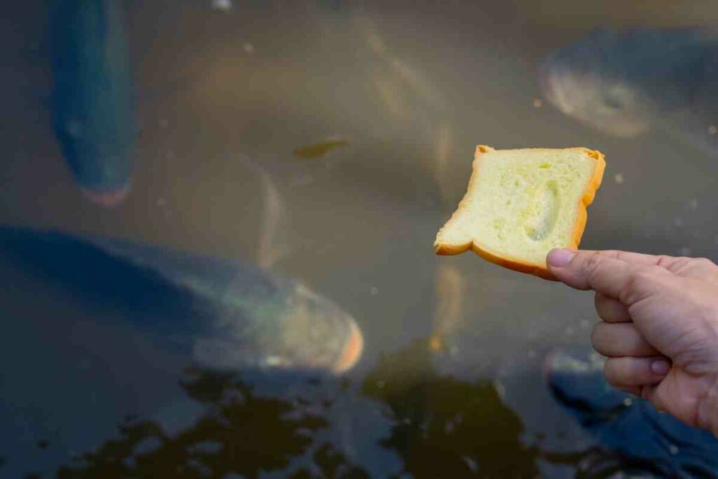 Feeding pond fish with bread