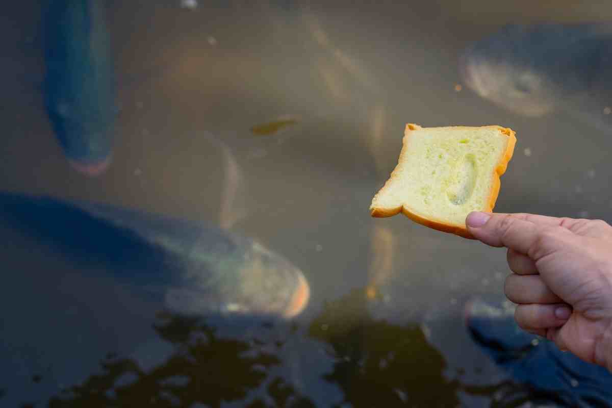 Can You Feed Pond Fish Bread Or Bread Crumbs? Gardenia Organic
