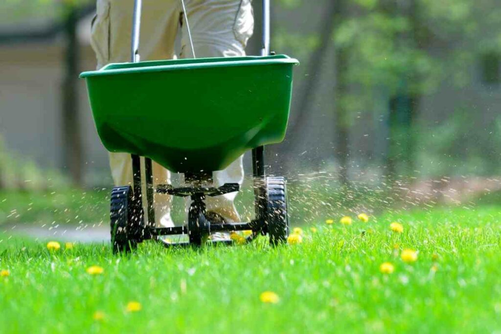 Fertilizing a lawn temperature